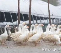 lol皮肤购买-包含溳#W燚J6pB鬭鈪